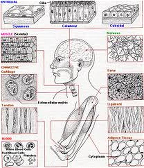 2 3 Tissues Anatomy And Physiology