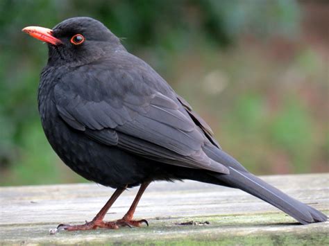 Free Images Nature Wing Animal Wildlife Beak Black Robin Avian