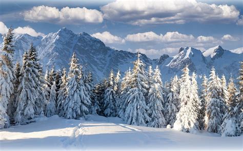 Mountain Winter Forest In Switzerland