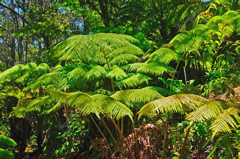 Ferns In The Tropical Rainforest Stock Photo By ©wildnerdpix 5462267