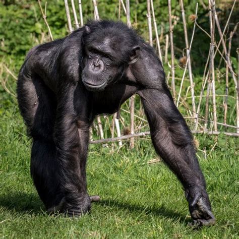 Chimpanzee ‘super Strength And What It Might Mean In Human Muscle