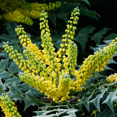 Mahonia Media Charity Mirror Garden Offers