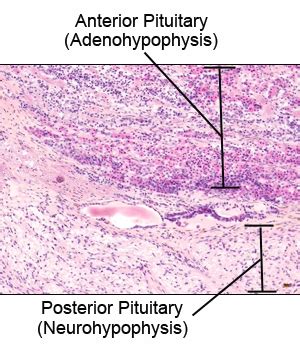Anterior Pituitary Histology