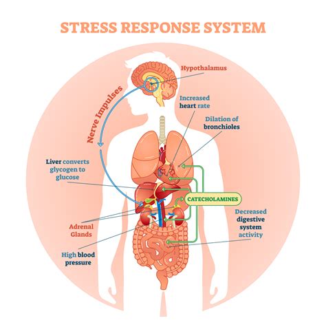 Effects Of Stress On The Body Painscale