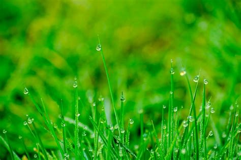 Macro Photography Of Green Grass Field · Free Stock Photo