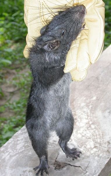 Cryptomundo Laotian Rock Rat Definitely A Living Fossil