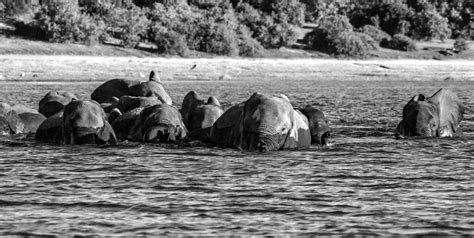 The Crossing Elephants Swim The Chobe River Botswana The Flickr