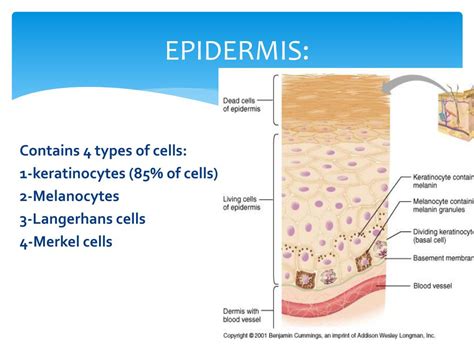 The epidermis acts as a barrier that protects the body from ultraviolet (uv) radiation, harmful chemicals, and pathogens such as bacteria, viruses, and fungi. PPT - Basic Skin Structure PowerPoint Presentation, free ...