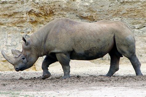 Permit To Hunt An Endangered Black Rhino Is Auctioned Off For 350000