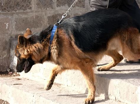 7 Easy Ways To Stop A German Shepherd Pulling On The Leash World Of Dogz