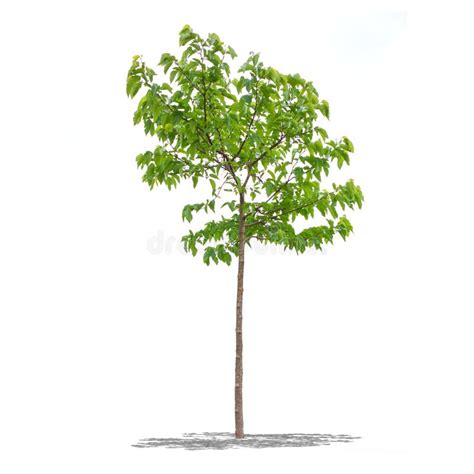 Beautifull Green Tree On A White Background In High Definition Stock