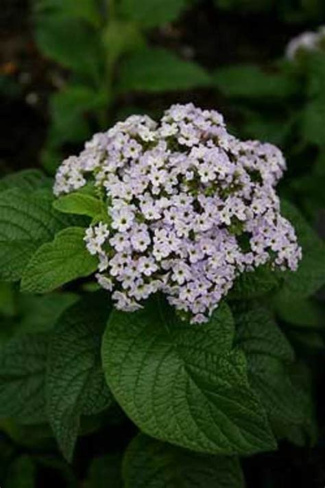 Grow Heliotrope For Its Most Fragrant Annual Flowers