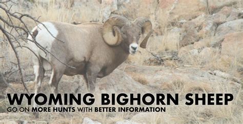 Wyoming Bighorn Sheep Hunting 2024 Draw Odds Tags Season Info