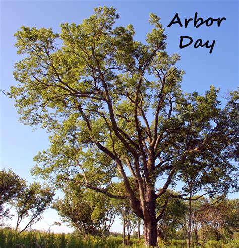 Leaves And Branches Join In Arbor Day Plant A Tree