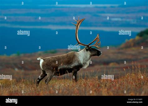 Reindeer Caribou Raner Tarandus Denali National Park Alaska
