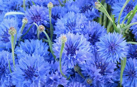 Wallpaper Flowers Blue Cornflowers Bluet Cornflower Centaurea