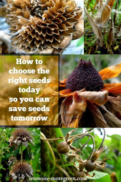 Less Noise More Green Sustainable Gardening How To Choose The Right