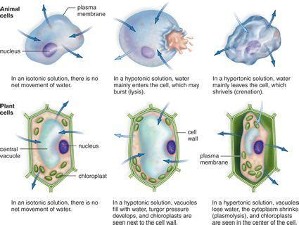 What plant cell is osmosis. Chapter 5: PART 2 - Biology 1107 with Craven at Georgia ...