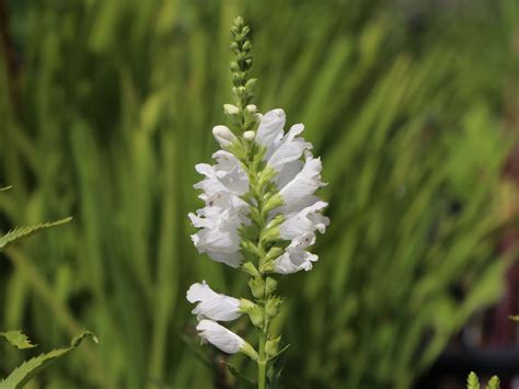 Gelenkblume Crystal Peak White Physostegia Virginiana Crystal Peak