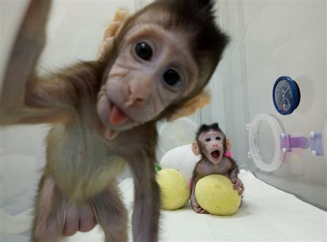 This guide will describe how to become monkey in 4 easy steps. Scientists create more clone animals after Dolly PHOTOS