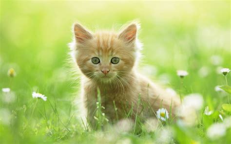 cute kitten 20560 hd wallpaper