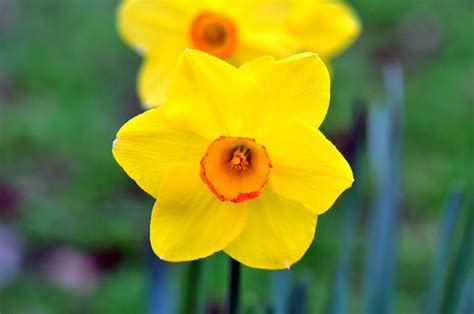 Daffodil Spring Has Sprung Jerry Beare Flickr