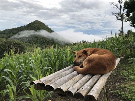 Bangkok Hiking Banguecoque Atualizado 2023 O Que Saber Antes De Ir