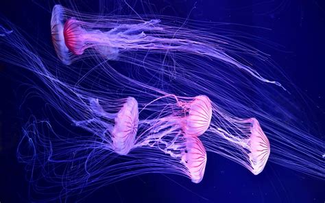 Animal Jellyfish Hd Wallpaper