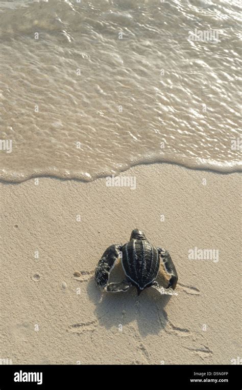 Leatherback Sea Turtle Hatchling Dermochelys Coriacea Critically