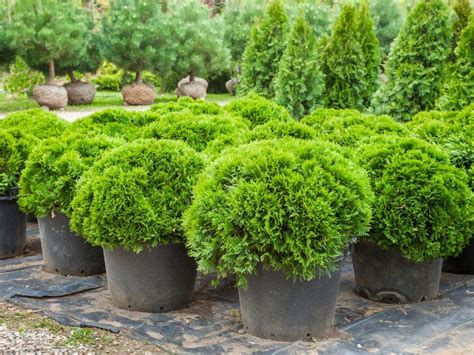 Best Southern Shrubs For Yards And Gardens
