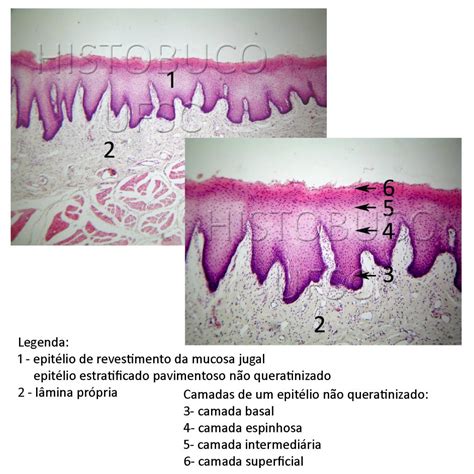 Histologia Buco Dental