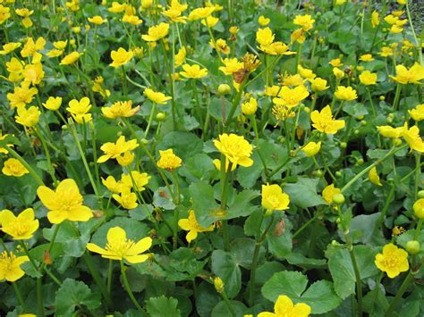 Caltha Palustris Marsh Marigold Low Growing Plant Of Seasonally Flooded Forested Wetlands