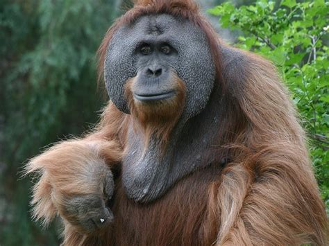 Sumatran Orangutan An Endangered Species