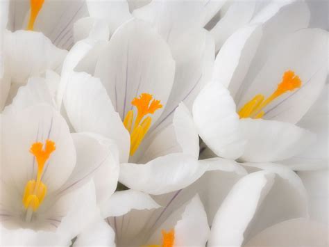 Wallpapernarium Hermosas Flores De Color Blanco Y Amarillo