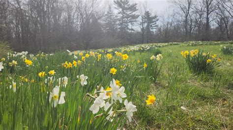 Daffodil Gardens At Link Observatory Travel Indiana