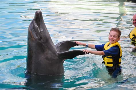 Therapy With Dolphins How Dolphins Are Healing Children