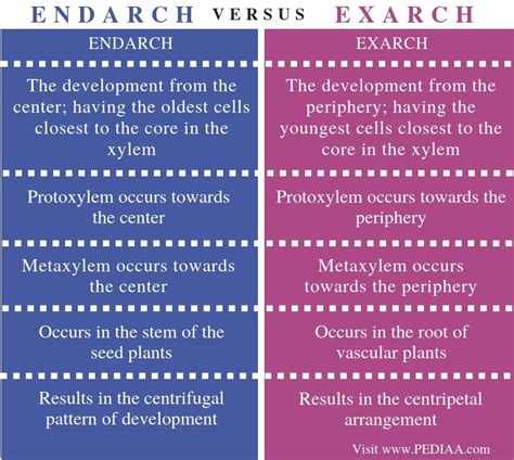 What Is The Difference Between Endarch And Exarch Pediaacom