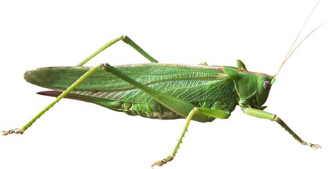 Grasshopper Png