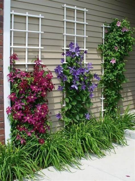 Clematis Climbing Wall Two Trellises Along The Driveway Wall Of The