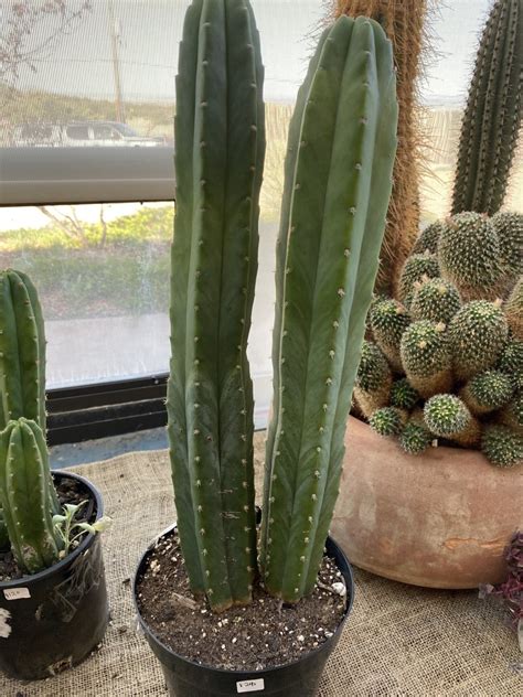 Guide on how to clone the san pedro cactus, and probably other cactus's. San Pedro Cactus - McCumber Fine Gardens