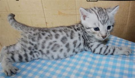 617 x 480 jpeg 33 кб. Bengal Kittens For Sale Florida Craigslist