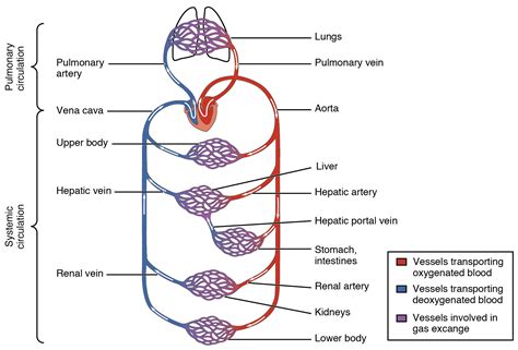 Cardiovascular System Blood Vessels And Blood Medical Terminology