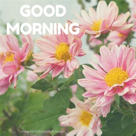 Good morning have a nice day. 60 Beautiful Flower Images with Inspiring Good Morning Quotes