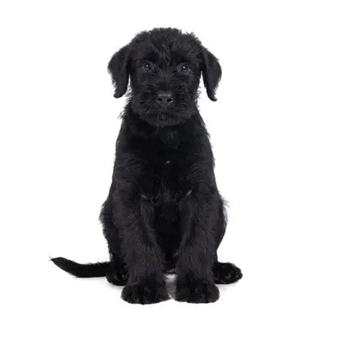 Best Giant Schnauzer Puppies For Sale In Washington State