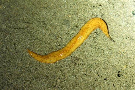 What Are The Different Types Of Flatworms