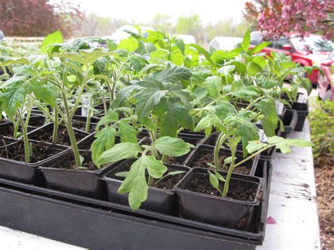 Easy Steps On How To Grow Tomatoes At Home