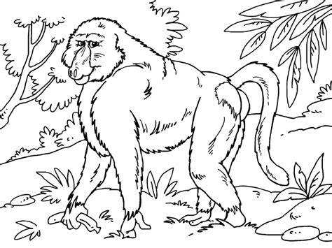 Baboon Coloring Page Coloring Pages 4 U