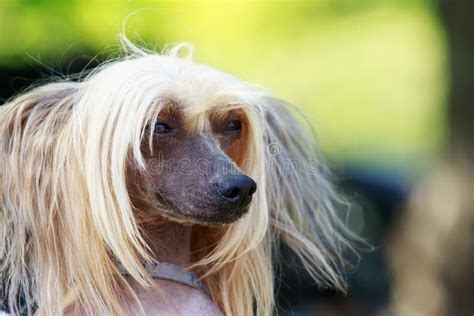 Dog Breed Chinese Crested Stock Photo Image Of Attractive 95811550