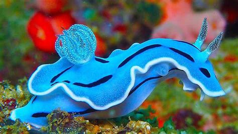 Nature Is Lit On Twitter An Extraordinarily Blue Nudibranch Cool