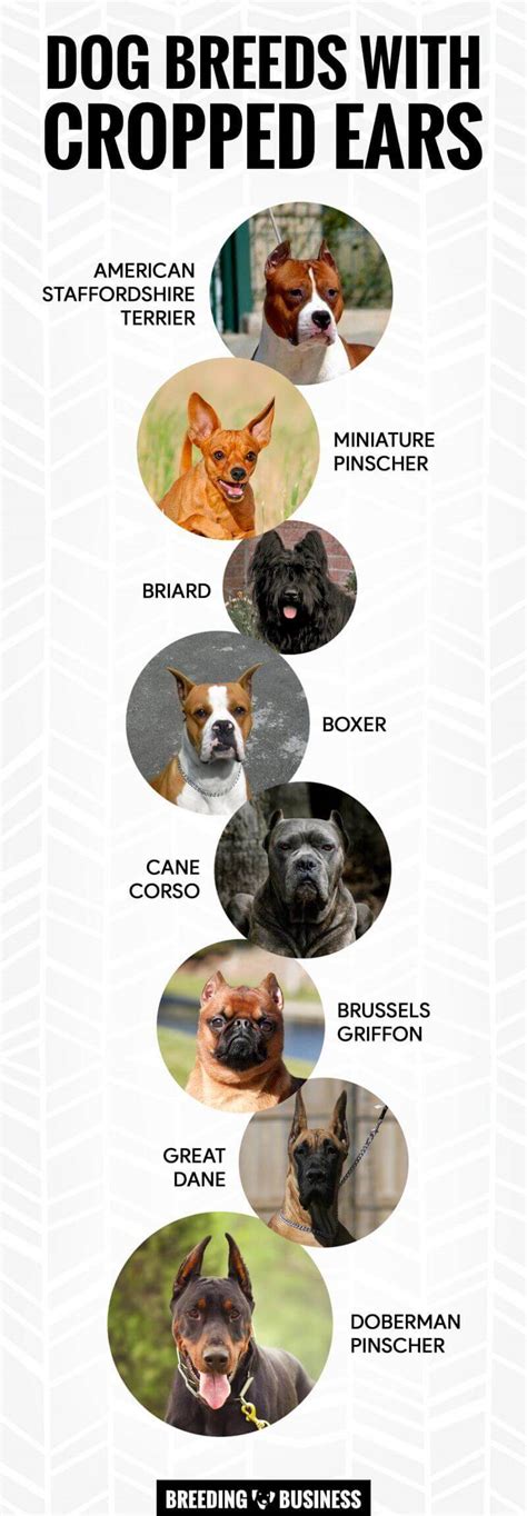 How much to crop dogs ears. Ear Cropping In Dogs — Price, Legality, Surgery & Aftercare
